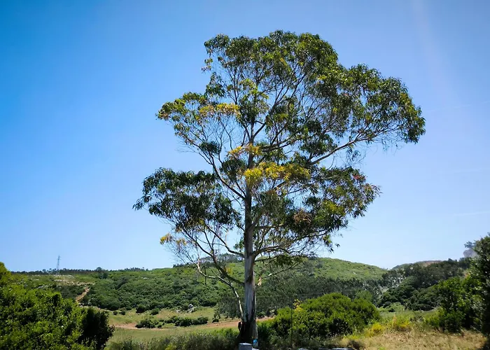 The Windhouse Prázdninový dům São Bartolomeu